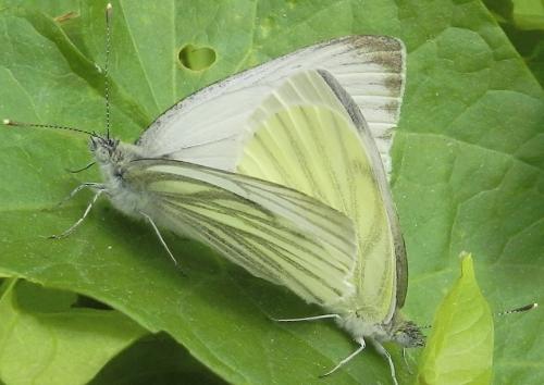 Réf. 234 231 : Pieris napi